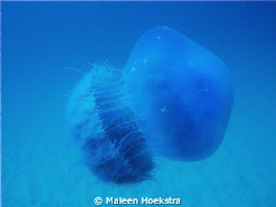 Blue Jellyfish by Maleen Hoekstra 